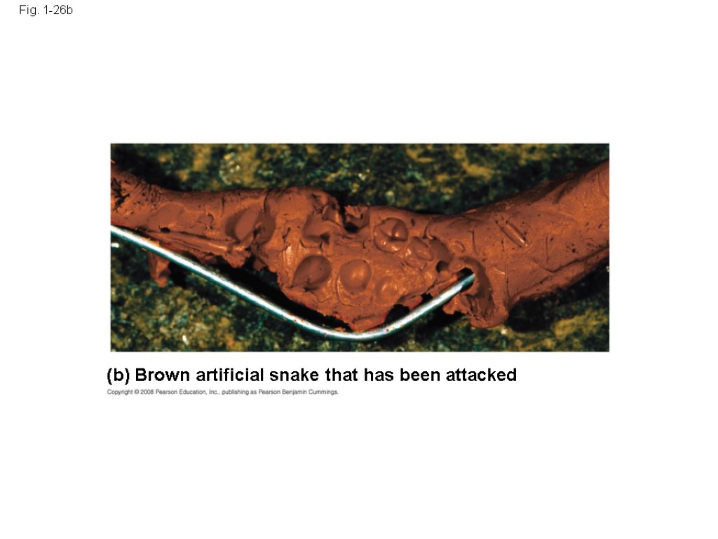 Fig. 1-26b (b) Brown artificial snake that has been attacked